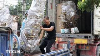 Làng mai vàng lớn nhất TP Hồ Chí Minh rộn ràng vụ Tết