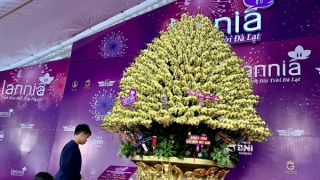 Thị trường cây cảnh Tết: Người ngắm nhiều hơn người mua