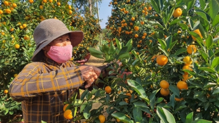 Tưng bừng mùa quất Tết Hội An