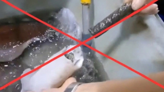 “Mực nhồi sắt” tại chợ Bình Điền là tin giả, nhằm câu view