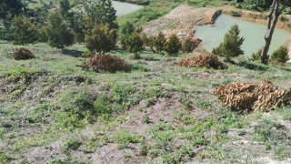 50 cây sầu riêng sắp cho thu hoạch bị cưa hạ ngày cận Tết