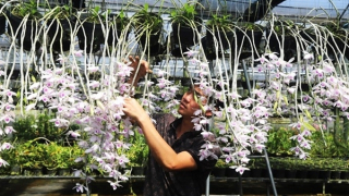 Lan rừng “cháy hàng” ngày cận Tết