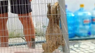 Quyết giao nộp vì không muốn kỳ đà quý hiếm trở thành... mồi nhậu