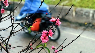 29 Tết: Miền Bắc rét đậm rét hại có mưa, Nam Bộ đêm se lạnh