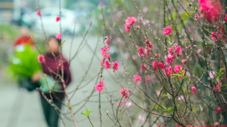 Miền Bắc mùng 3 Tết giảm rét, lác đác mưa nhiều nơi, trưa chiều hửng nắng