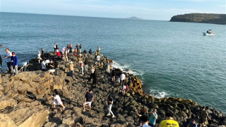 Du khách đến "xứ sở hoa vàng trên cỏ xanh" Tết Ất Tỵ tăng 11%