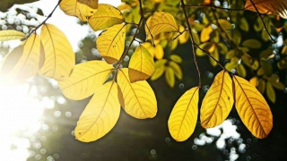 Miền Bắc nắng ấm mùng 5 Tết, độ ẩm cao