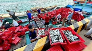 Ngư dân Quảng Trị "mở biển", chung tay chống khai thác bất hợp pháp
