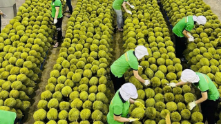 Hạn chế tối đa doanh nghiệp vi phạm chất vàng O trong sầu riêng