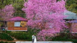 Mai anh đào Đà Lạt đánh thức giai điệu xuân