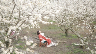 “Tuyết trắng” tinh khôi trên cao nguyên Mộc Châu