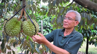 Siết chặt quản lý chất lượng sầu riêng để xuất khẩu