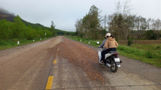 Từ phản ánh của PV Báo CAND, cơ quan chức năng xử lý dăm gỗ rơi vãi trên mặt đường bộ