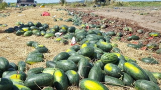 Nông dân lo lắng vì dưa hấu rớt giá, tằm không nhả kén