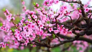 Những ngọn gió xuân...