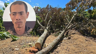 Mâu thuẫn tiền bạc, anh rể cưa phá hàng trăm gốc cây trong vườn nhà em dâu