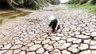 Hạn mặn nghiêm trọng ở Đồng bằng sông Cửu Long do mưa ít, nắng nhiều