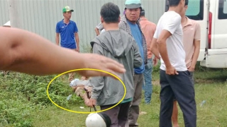 2 người bị thương nguy kịch vì…chọc phá trâu cái mới sinh con