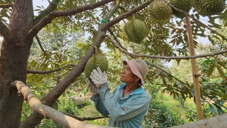 Giá sầu riêng lao dốc, nhà vườn than lỗ