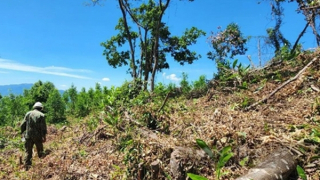 Cấp bách bảo vệ "lá phổi xanh" tại vùng đất cố đô