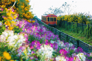 Đẹp ngỡ ngàng những mùa hoa ở Fansipan