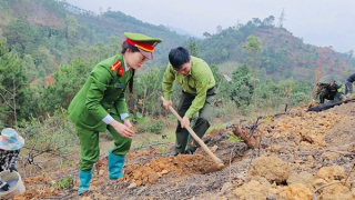 Hỗ trợ trồng hơn 1.200 cây xanh cho gia đình bị ảnh hưởng bởi bão Yagi