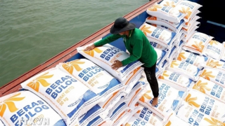 Thủ tướng yêu cầu nâng cao năng lực cạnh tranh, làm lành mạnh thị trường lúa gạo