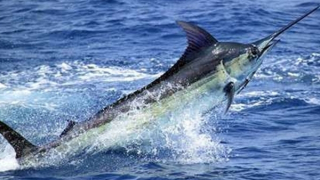 Bị cá cờ đâm trúng, một ngư dân tử vong