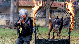 Gần 40 cảnh khuyển sẽ trình diễn kỹ thuật bên Hồ Hoàn Kiếm