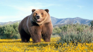 Yêu như “một chú gấu mùa xuân”