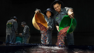 Tri thức trồng, chế biến cà phê Đắk Lắk là di sản văn hóa phi vật thể quốc gia