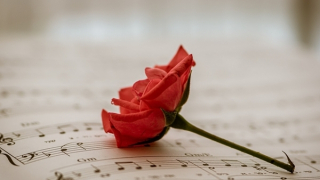 Nốt nhạc ru tình