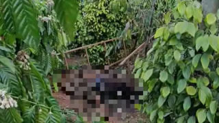 Vào rẫy gỡ camera giám sát, 2 vợ chồng bị điện giật tử vong