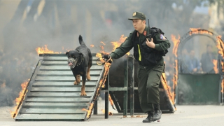 Màn biểu diễn đặc biệt của cảnh khuyển trên đường phố Hà Nội