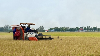 Đẩy mạnh cho vay sản xuất, kinh doanh lúa gạo