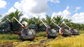 Gỡ khó cho gạo xuất khẩu