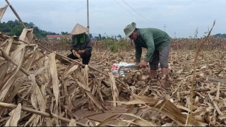 Sau bão Yagi, 754 hộ dân tại Yên Bái được hỗ trợ cải tạo đất sản xuất