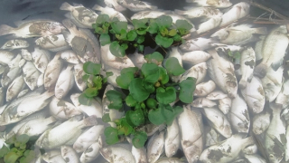 Nước suối Cổ Đam ô nhiễm khiến cá chết hàng loạt