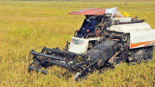 Gỡ nút thắt với ngành hàng lúa gạo