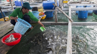 3,5 triệu bảng Anh để thúc đẩy nuôi trồng thủy sản bền vững