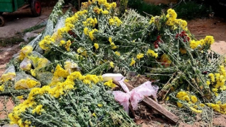 Rau hoa Đà Lạt lao dốc, nhiều nhà vườn đổ bỏ