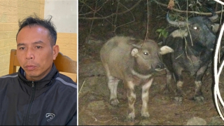 Bị truy tìm ráo riết, đối tượng trộm trâu ra đầu thú