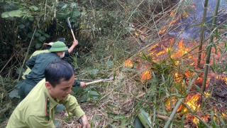 Thủ tướng chỉ đạo tập trung khắc phục hậu quả vụ cháy rừng tại Tuyên Quang