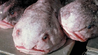 Cá xấu xí nhất thế giới ở New Zealand