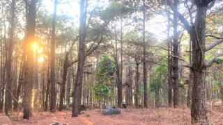 Ép bé gái vào rừng thông để thực hiện hành vi đồi bại thì bị bắt