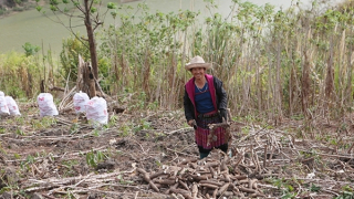 Bấp bênh cây sắn Mường Lát