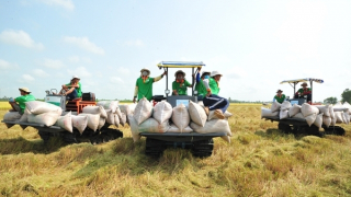 Kiểm tra việc thực thi các quy định pháp luật về kinh doanh xuất khẩu gạo