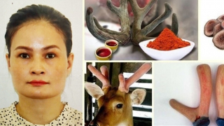 Vạch trần thủ đoạn lừa đảo của người đàn bà bán nhung hươu