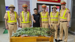 Vận chuyển 50 cây thuốc phiện thì gặp… chốt kiểm tra nồng độ cồn
