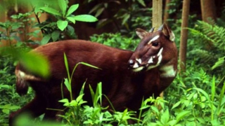 Huế tiếp nhận hơn 3 tỷ đồng từ WWF để bảo tồn loài “Kỳ lân Châu Á” quý hiếm